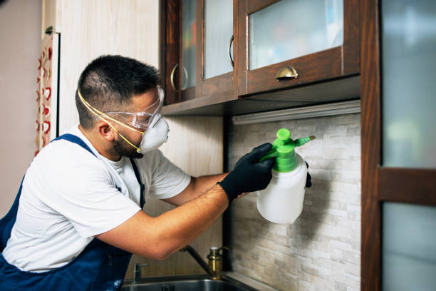 Best Termite Control Services  in Woodfin, NC