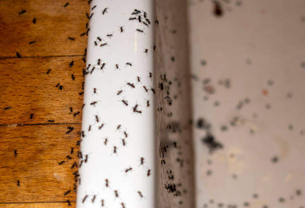 Best Exterminator Services  in Woodfin, NC