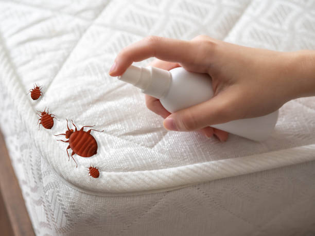 Pest Control for Restaurants in Woodfin, NC