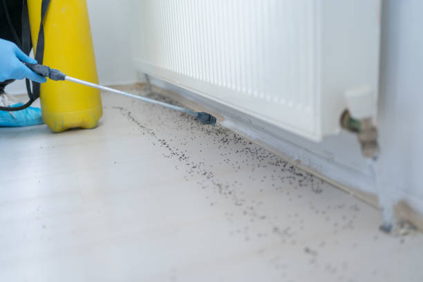 Best Pest Control Near Me  in Woodfin, NC